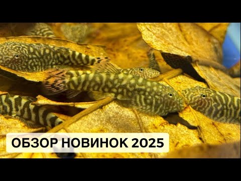Видео: Птичий Рынок 2025 / ПИРАНЬИ / Микрорасборы и креветки / Редкие вьюны / Коридорасы и номерные сомы