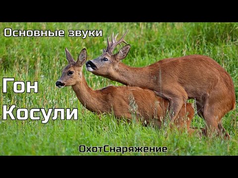 Видео: Как манить Косулю (Основные звуки) ОхотСнаряжение Охота на косулю с духовым манком