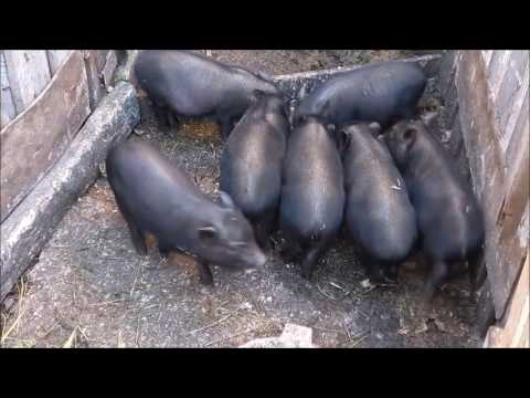 Видео: Бизнес план разведения вьетнамских свиней