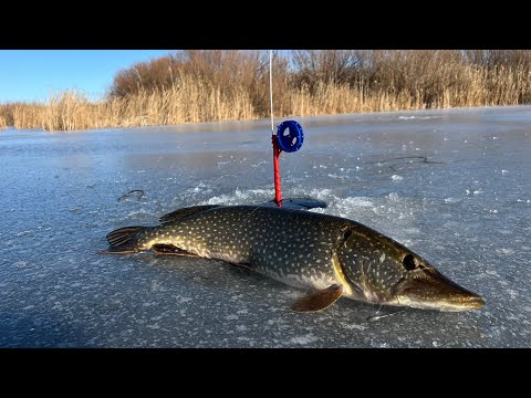 Видео: НАШЁЛ ЛУЖУ, А ТАМА ЩУКИ! ПЕРВЫЙ ЛЁД - 2025 год#рыбалка #врек #первыйлед #жерлицы #щука 