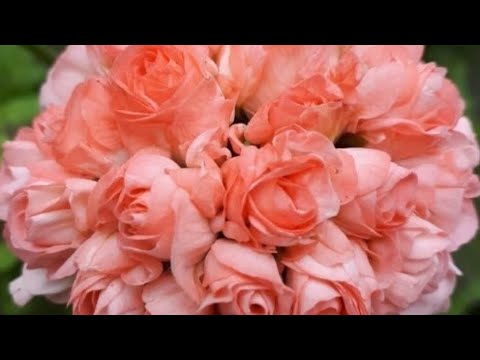 Видео: Новые пеларгонии. Две посылки. Вершки и корешки.