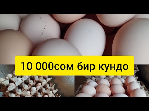 Видео: 10 000сом Бир күндө#тоок#ош #баткен #бишкек #ноокат #нарын#несушка#тоокбагуу#тоокферма#чуй#жалалабад