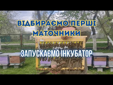 Видео: Відбираємо перші маточники, переносимо в інкубатор