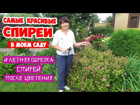 Видео: СПИРЕИ в САДУ: самые красивые сорта! И летняя обрезка спирей. Как обрезать спирею после цветения?