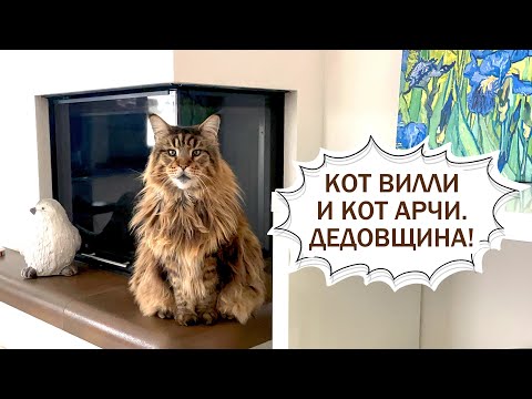 Видео: Кот Вилли развел дедовщину, результаты МРТ у Ирины, гортензии цветут. #4k #гортензии #котвилли