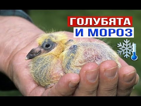 Видео: Голубята и мороз 07.02.20