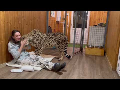 Видео: Чего может испугаться гепард? Красивая, ласковая и пугливая Герда