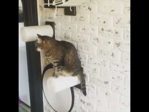 Видео: Стильно! Качественно и очень надежно!Мы Бобры рулят!#котодром#cat#добро#топ#котодром#животные#котики