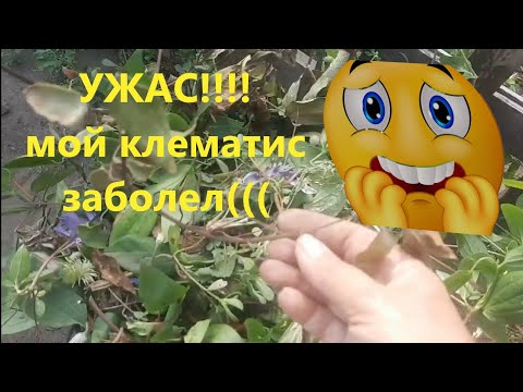 Видео: Вилт, опасная болезнь, спасаю клематисы.