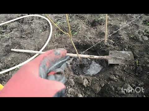 Видео: 7.11.25. Наш метод посадки дерев на півдні