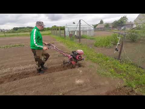 Видео: Рыхление междурядий картофеля мотоблоком