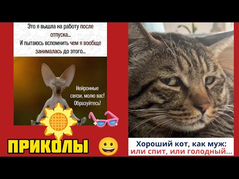 Видео: хороший кот как муж, смешные приколы веселые картинки 😃 и котики 
