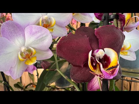 Видео: Новая Орхидея из обзора ! Забрала не задумываясь