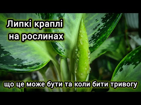 Видео: З'явились ЛИПКІ КРАПЛІ на кімнатних рослинах. Чи потрібно лікувати? 