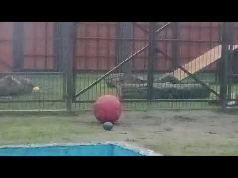 Видео: 11.11.25 Порычал, покачался