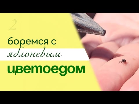 Видео: БОРЬБА с яблоневым ЦВЕТОЕДОМ – вредителем яблони и груши