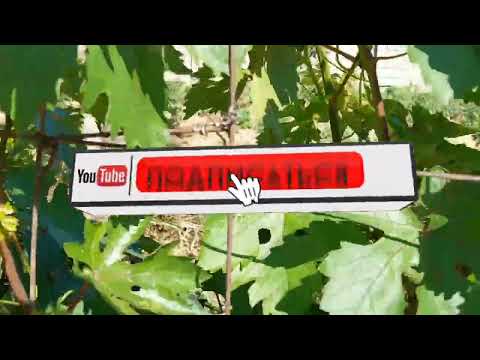 Видео: Дала патшайымы. Отбасы тіршілігі.