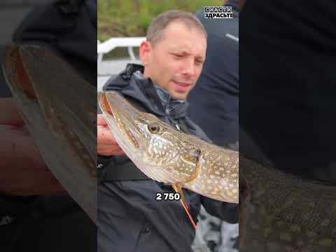 Видео: Трофейная рыбалка за Полярным Кругом. Нарьян-Мар. Серия 2🎬 #снастиздрасьте