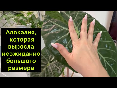 Видео: Алоказия, которая выросла неожиданно большого размера ￼/ #алоказия