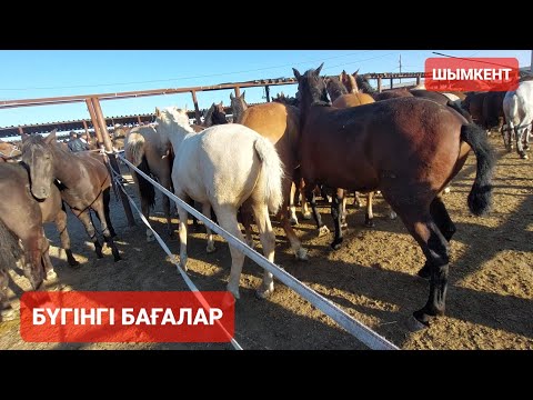 Видео: Жылқы бағалары 1-БӨЛІМ