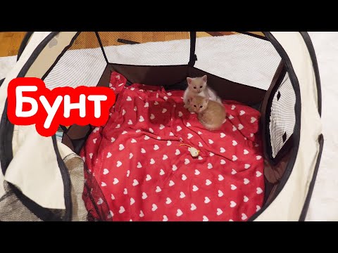 Видео: Не хотят в вольер