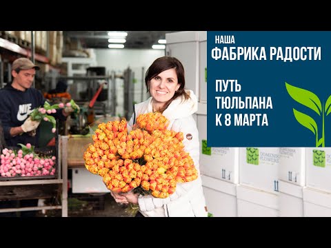 Видео: НАША ФАБРИКА РАДОСТИ! Путь тюльпана к 8 марта.