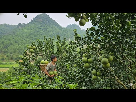 Видео: Кха выращивает бананы и собирает необычные красные грейпфруты – Вы не поверите, что происходит.