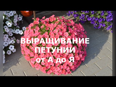 Видео: Петуния выращивание из семян от А до Я