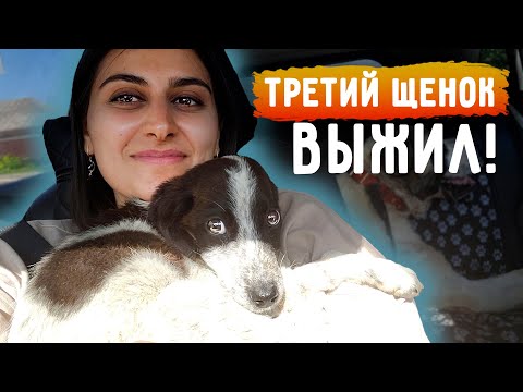 Видео: Последний щенок ВЫЖИЛ. В другой клинике смогли его реанимировать. Забрали спустя неделю.