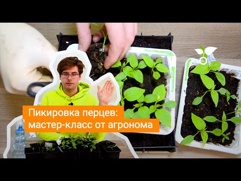 Видео: Пикировка перцев: мастер-класс от агронома