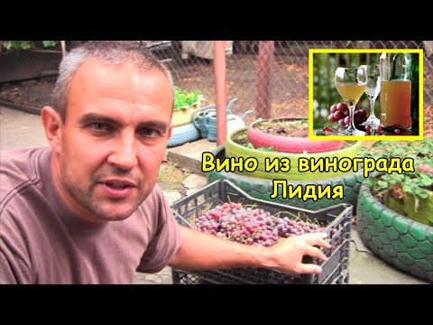 Видео: Вино из винограда Лидия