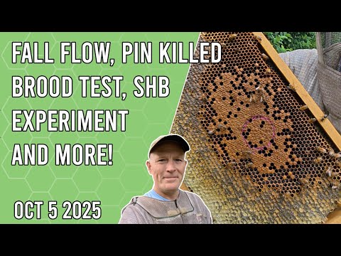Видео: Осенний сбор, тест на уничтожение расплода с помощью булавки, эксперимент с мелкими ульевыми жука...
