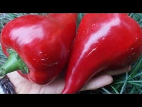 Видео: САМЫЕ УРОЖАЙНЫЕ СОРТА СЛАДКОГО ПЕРЦА!
