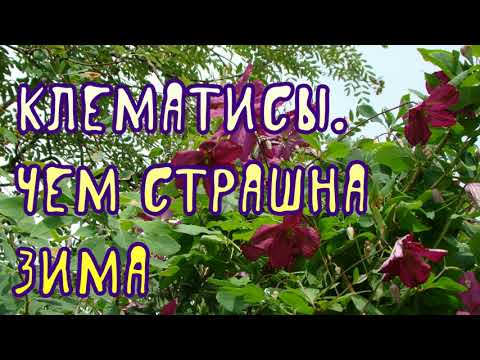 Видео: Клематисы. Чем страшна зима