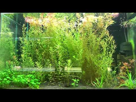 Видео: Как я вношу удобрения для растений в разные аквариумы и что использую?смотреть до конца!