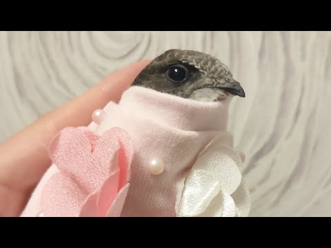 Видео: Нашли стрижонка.  Спасаем малыша.