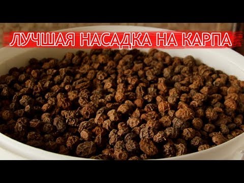 Видео: Как приготовить тигровый орех для рыбалки. Лучшая наживка для карпа