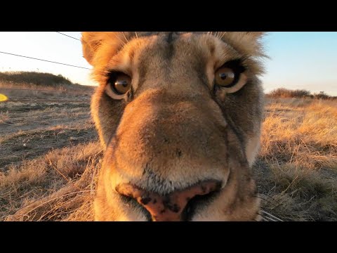 Видео: История одного льва - Фиктейл.