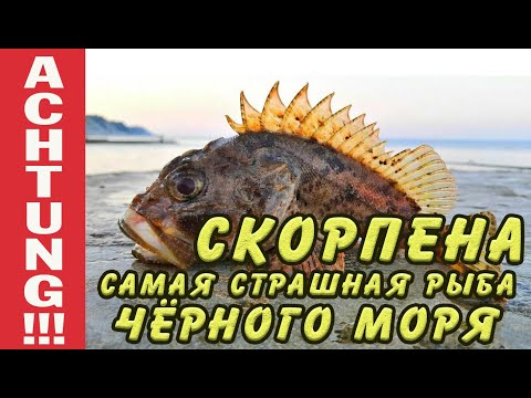 Видео: Скорпена. Что это за рыба? Как ловить скорпену?  Морской Ёрш.