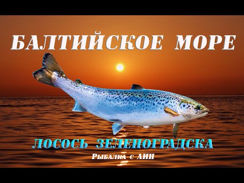 Видео: Балтийское море и маленький лосось в прекрасном море 2023 г.