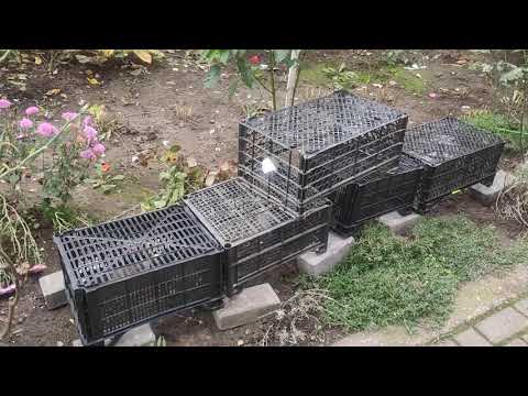 Видео: Обрезка и укрытие чайногибридных роз.Вариант укрытия роз подручными средствами.