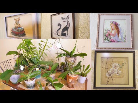 Видео: Едем в гости! ОРХИДЕИ МОЕЙ СЕСТРЫ!/ Удивительный дендробиум/ Красивые рукотворные картины!