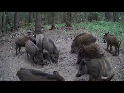 Видео: Какие животные живут рядом с людьми? Фотоловушка показала!