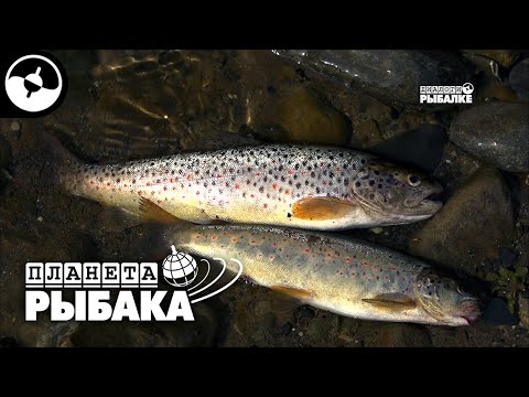 Видео: Грузия. Форель в горах | Планета рыбака ©
