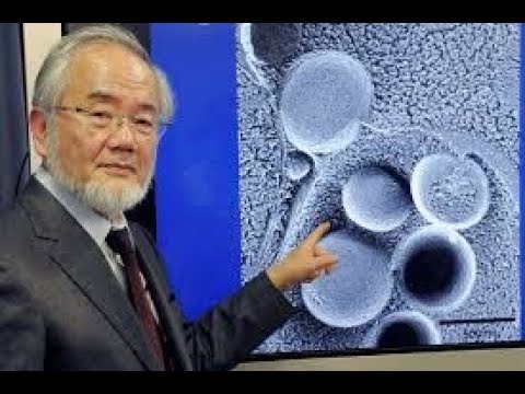 Видео: Голодание более трех дней