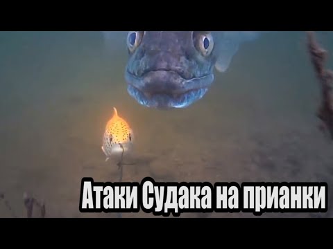 Видео: Рыбалка🎣 ЗРЕЛИЩНЫЕ АТАКИ Больших Гигантских СУДАКОВ на разные приманки🐟 Подводная съёмка