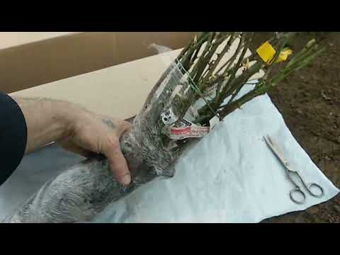 Видео: Посылка с розами🌹из питомника "Мишкины Розы"🐻