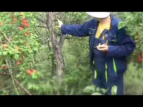 Видео: абрикос в Сибири