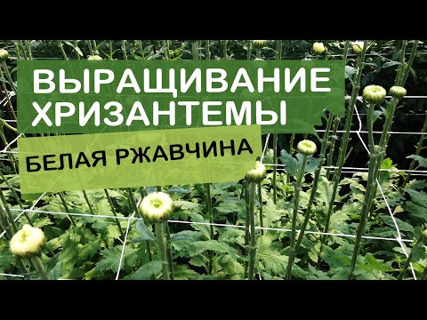 Видео: Белая ржавчина на хризантеме из Голландии