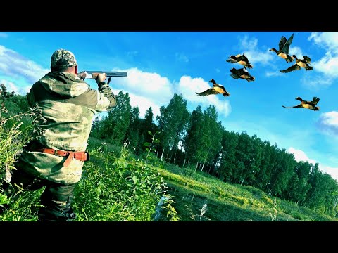 Видео: Охота На Утку. Огромная Стая!!! Таких подходов у меня ещё не было.